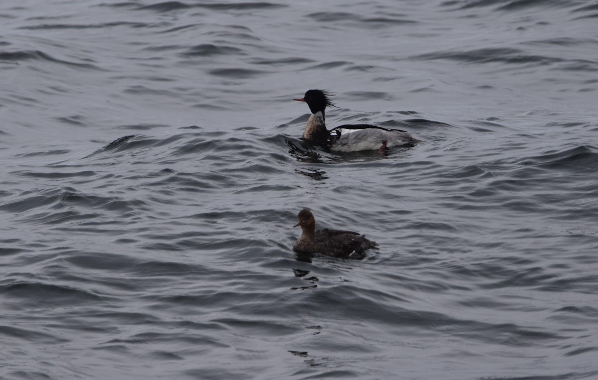 Red-breasted Merganser - ML620213342