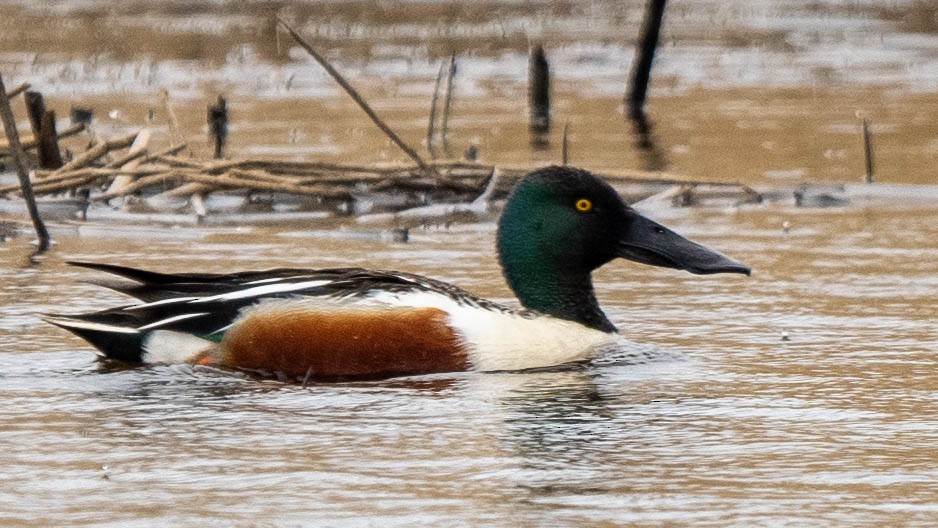 Northern Shoveler - ML620213348