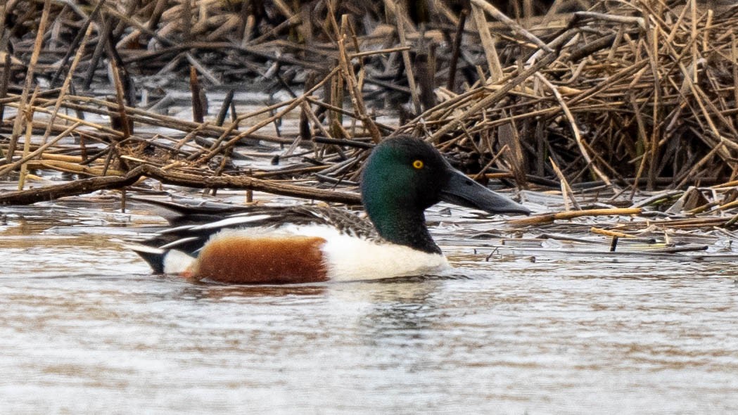 Northern Shoveler - ML620213349