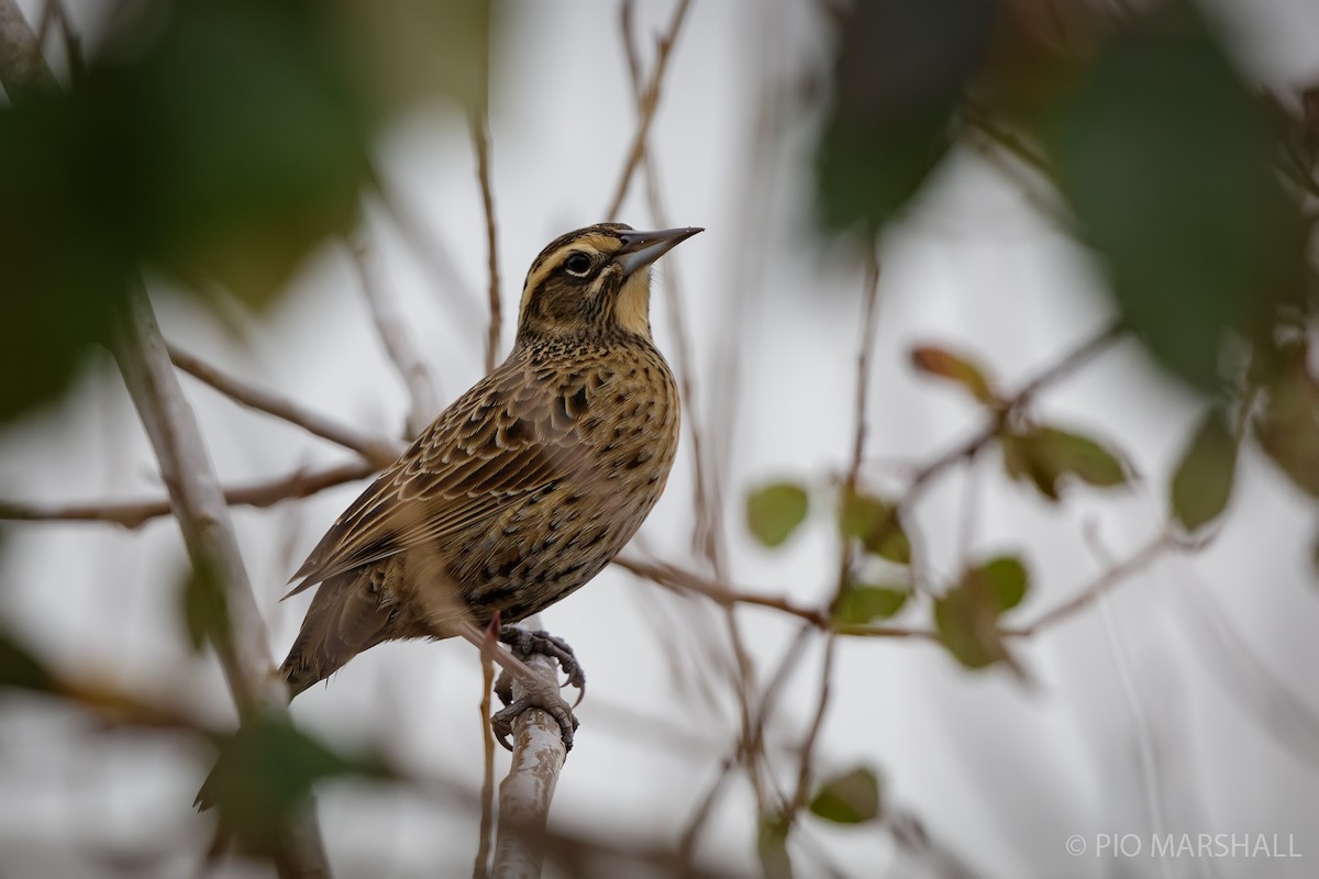 Long-tailed Meadowlark - ML620213355