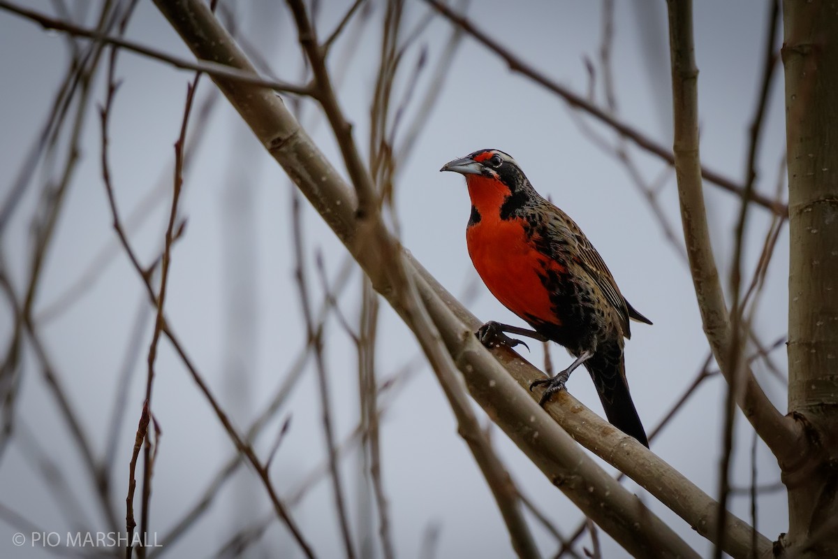 Long-tailed Meadowlark - ML620213356