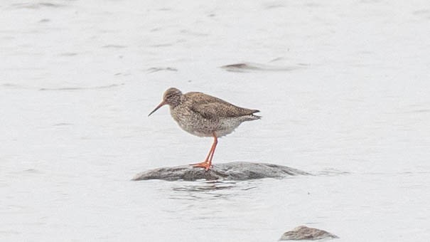 Common Redshank - ML620213363