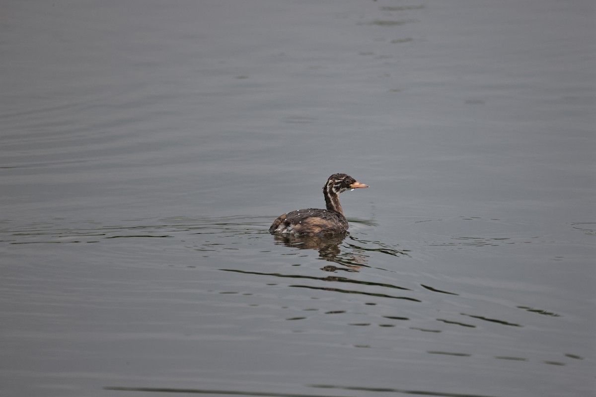 Little Grebe - ML620213369