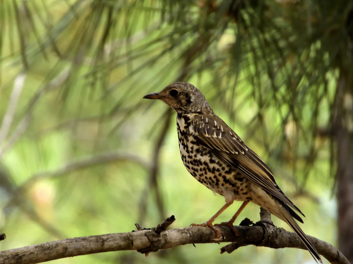 Mistle Thrush - ML620213371