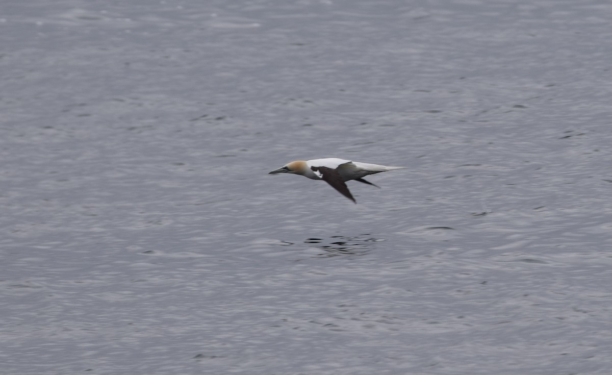 Northern Gannet - ML620213375