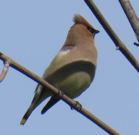 Cedar Waxwing - ML620213404