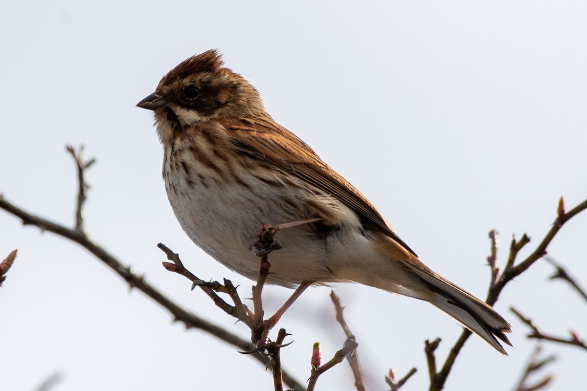 Reed Bunting - ML620213408