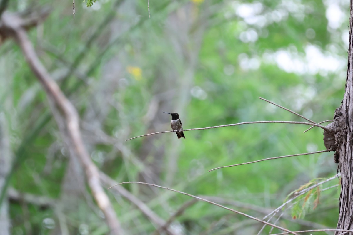 Black-chinned Hummingbird - ML620213410