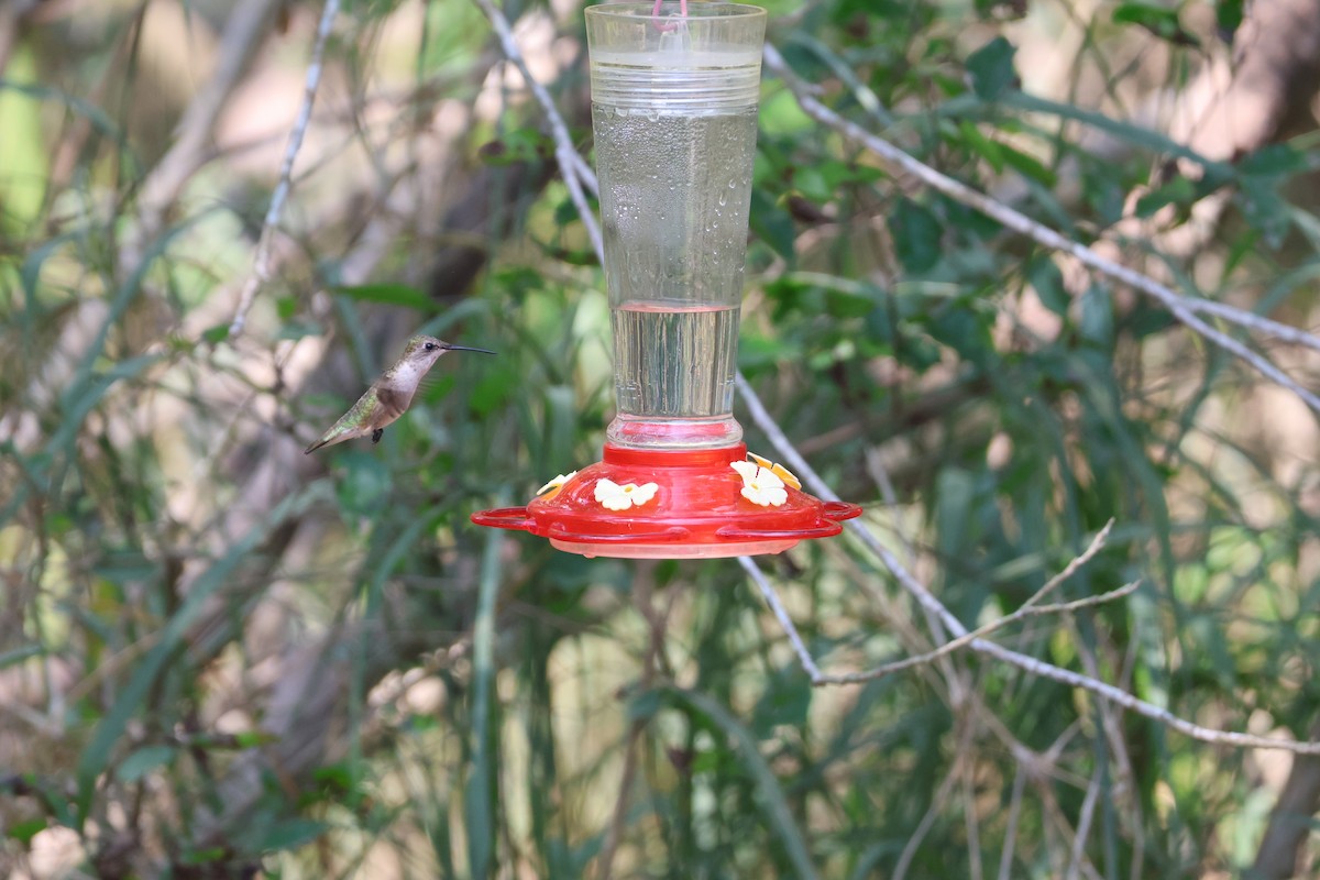 Black-chinned Hummingbird - ML620213411