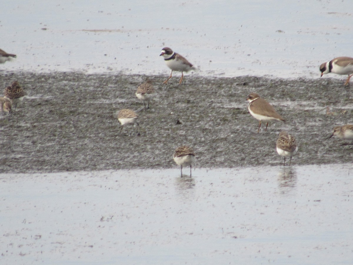 Semipalmated Plover - ML620213420