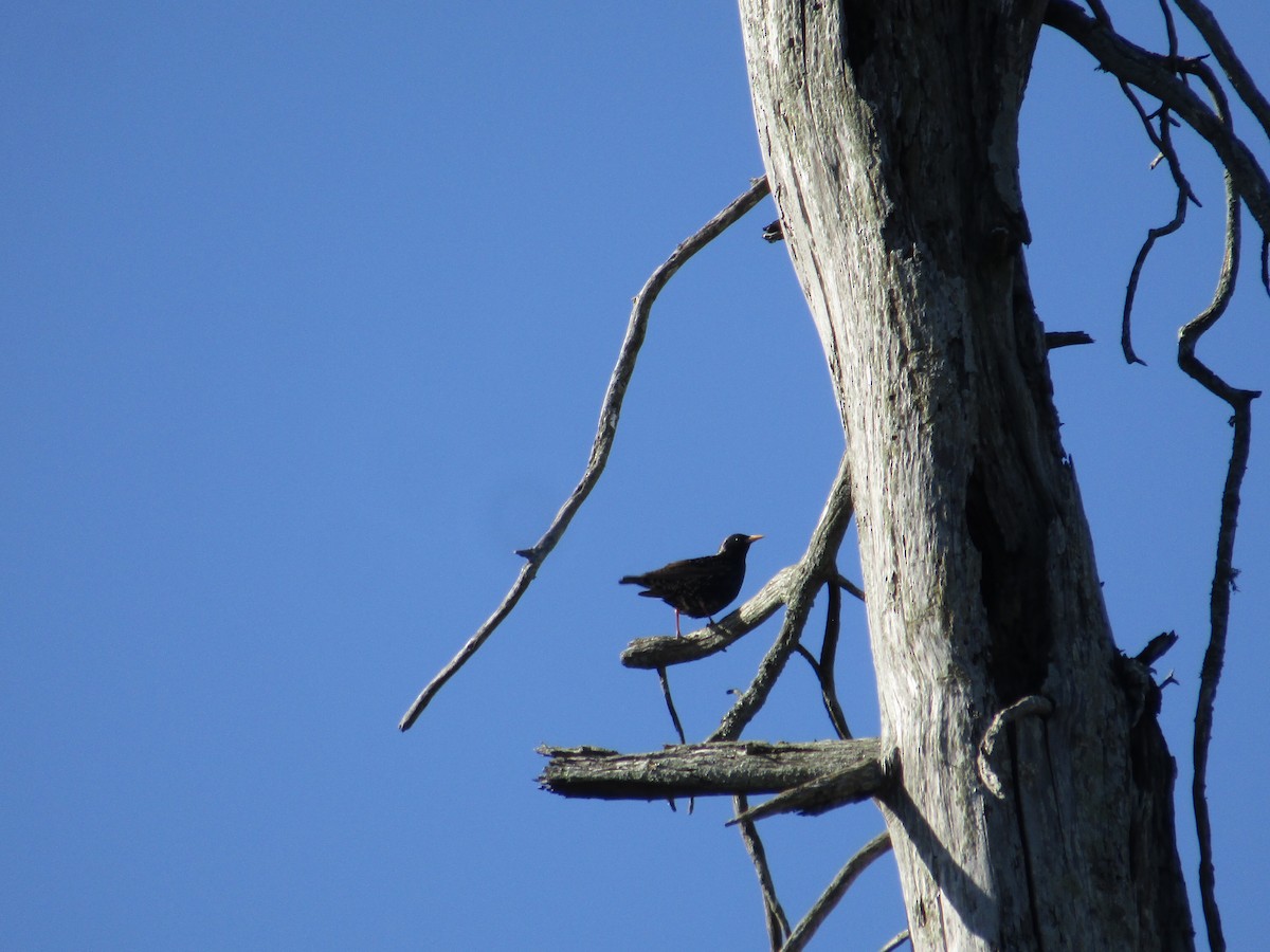 European Starling - ML620213423