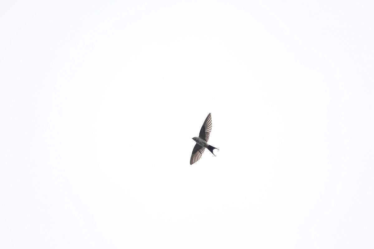 Striated Swallow - ML620213434