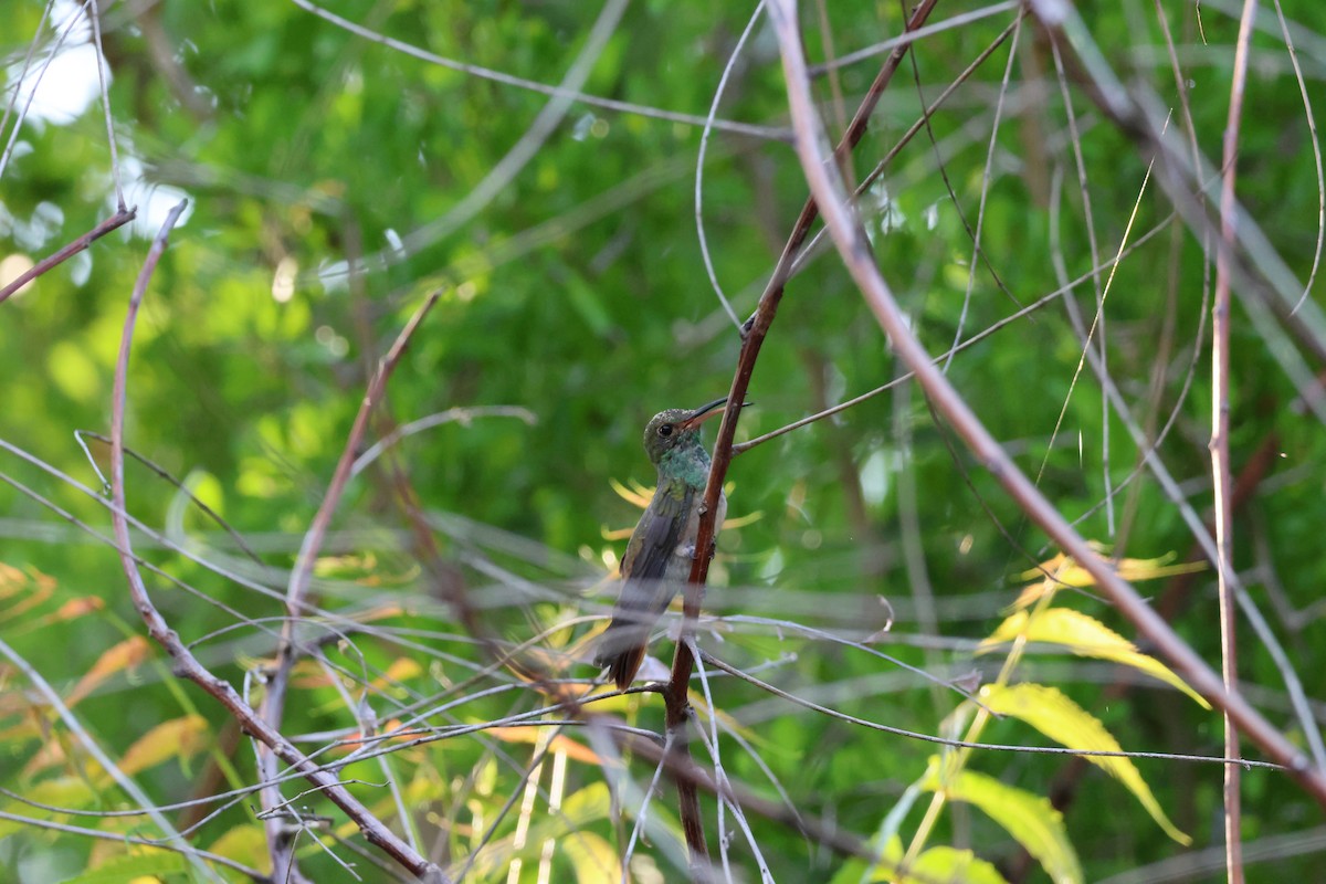 kolibřík yukatanský - ML620213437