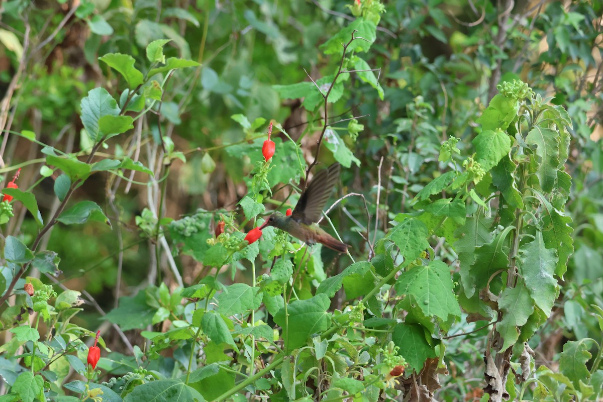 Buff-bellied Hummingbird - ML620213438