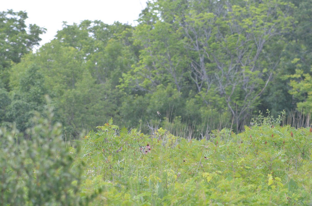 Henslow's Sparrow - ML620213440