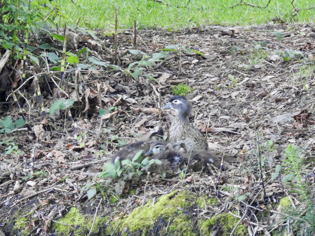 Wood Duck - ML620213444