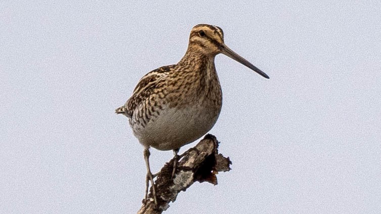 Common Snipe - ML620213446