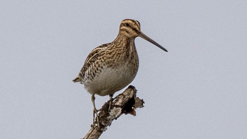 Common Snipe - ML620213448