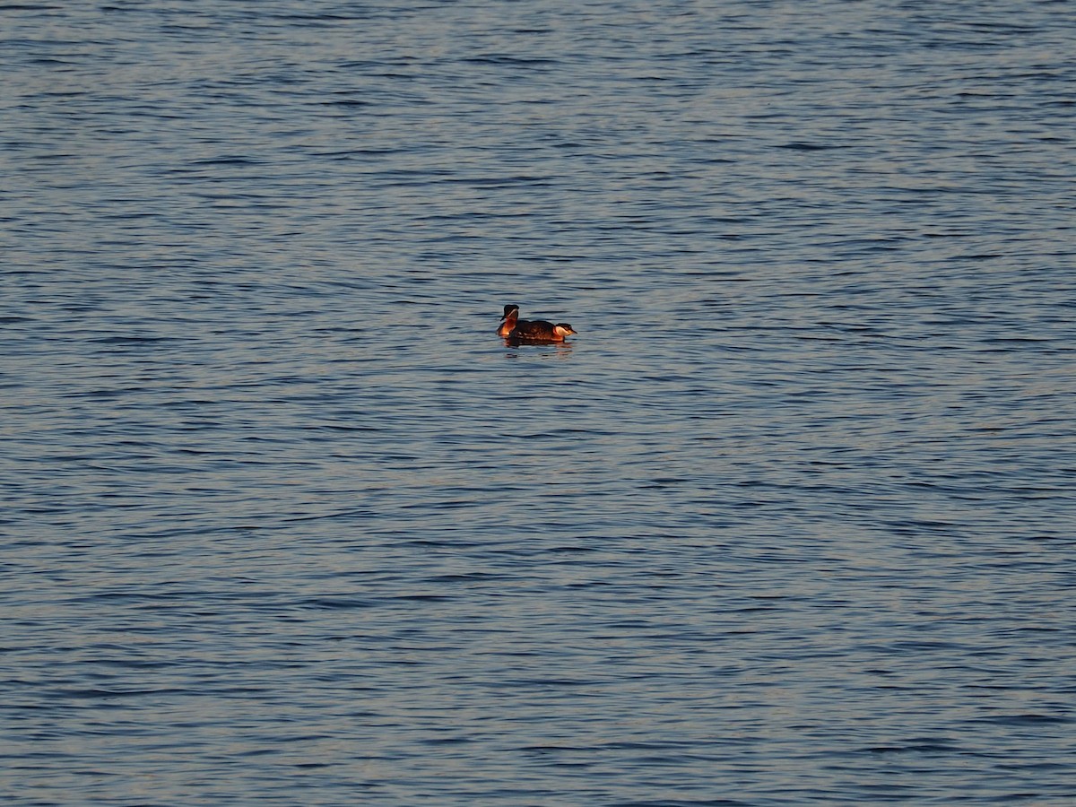 Red-necked Grebe - ML620213450