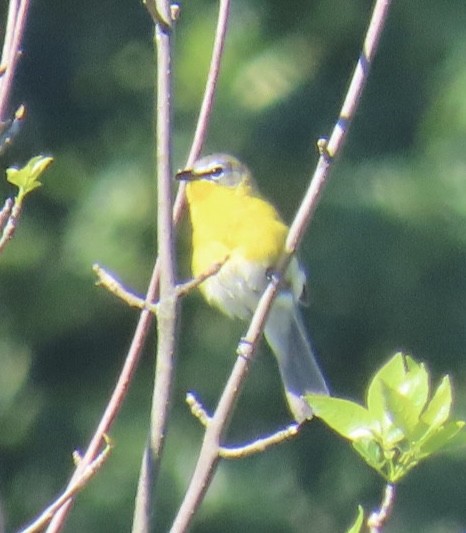 Yellow-breasted Chat - ML620213451