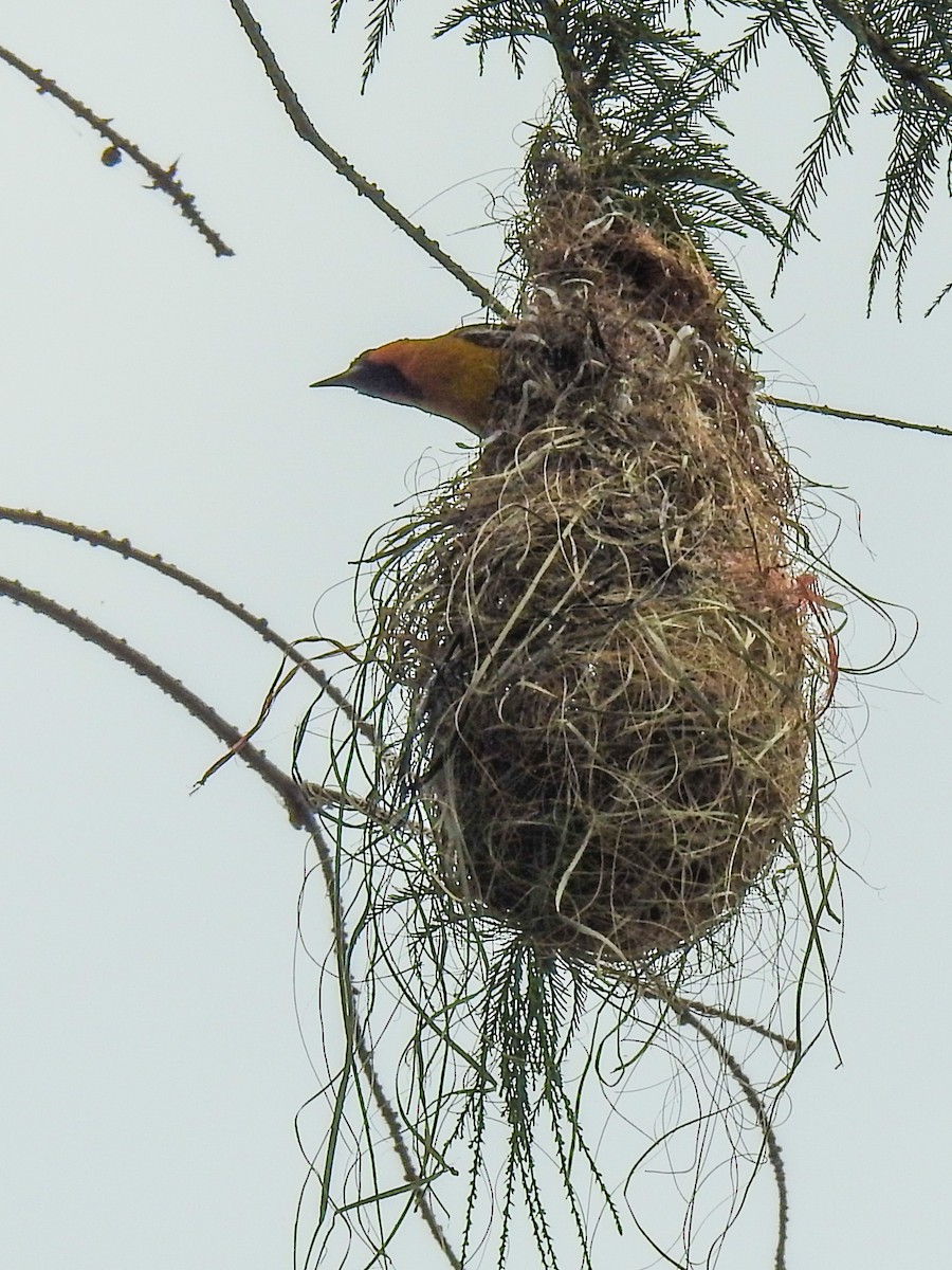 Streak-backed Oriole - ML620213456