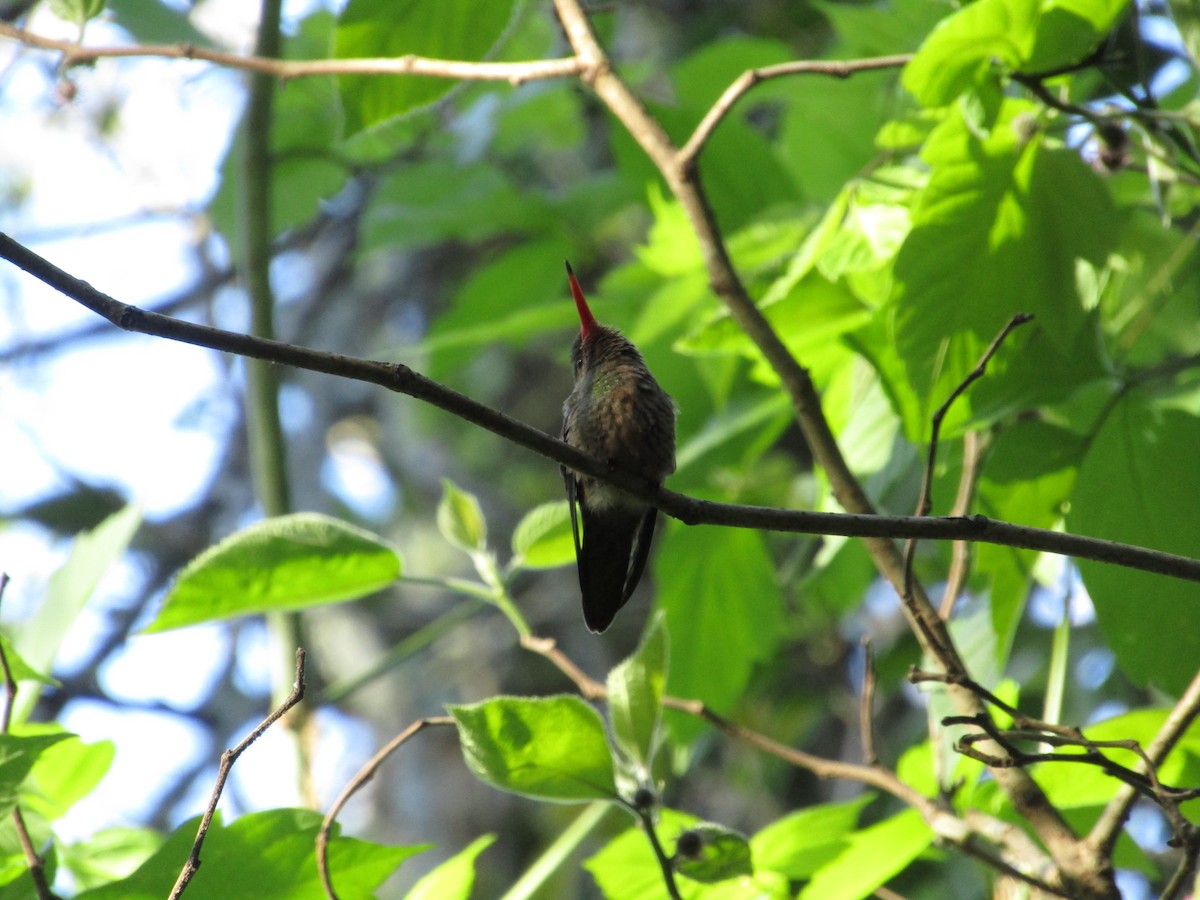 Gilded Hummingbird - ML620213459