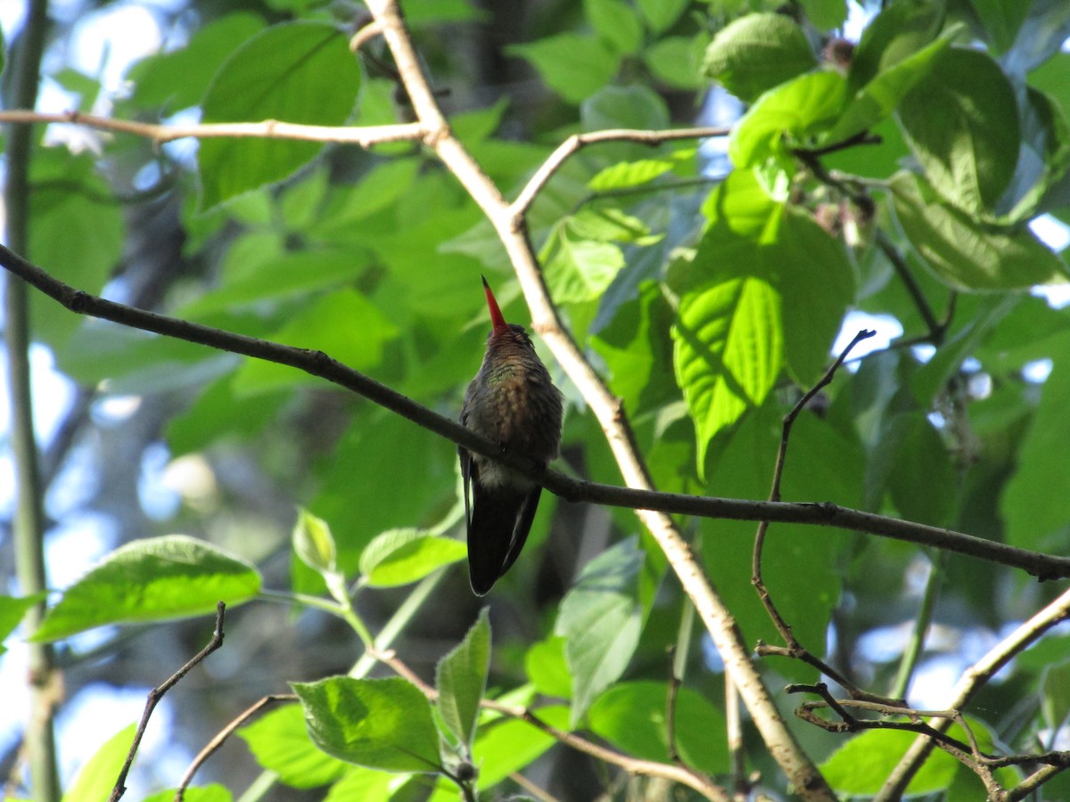 Gilded Hummingbird - ML620213460