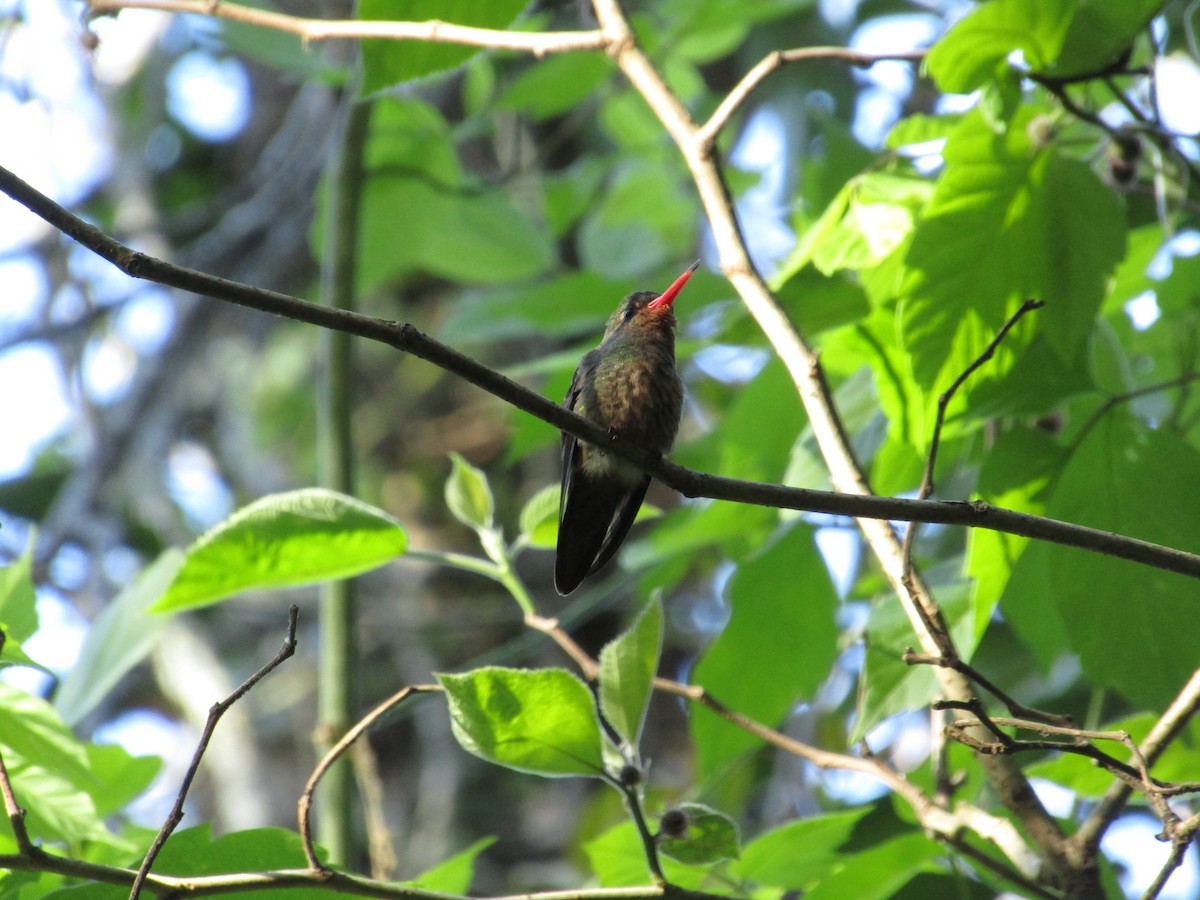 Gilded Hummingbird - ML620213461