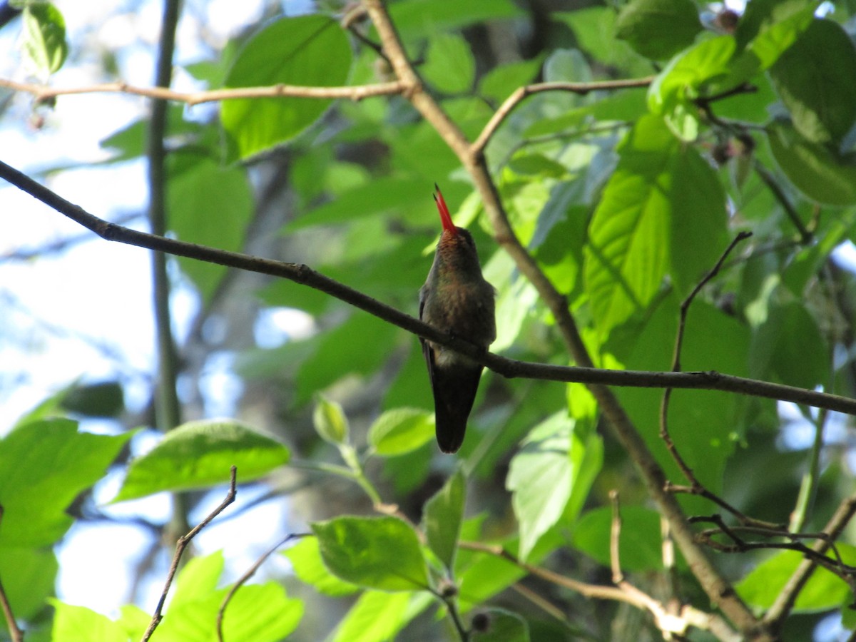 Gilded Hummingbird - ML620213462