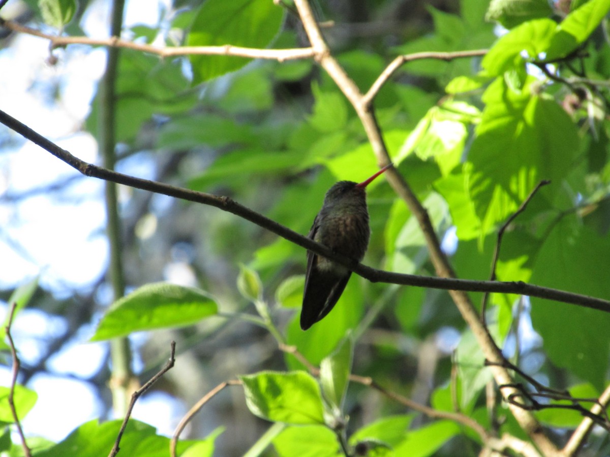 Gilded Hummingbird - ML620213463