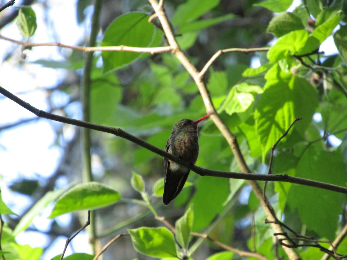 Gilded Hummingbird - ML620213464