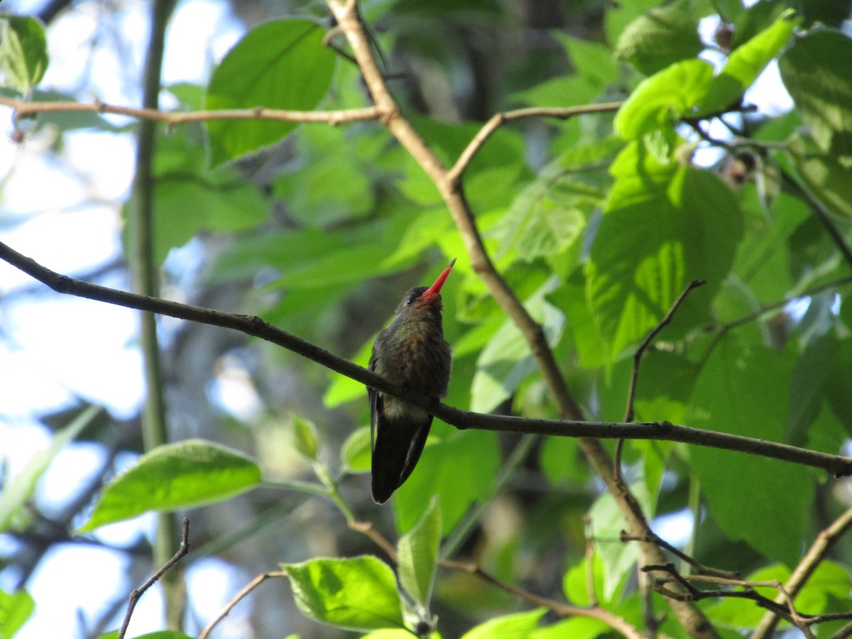 Gilded Hummingbird - ML620213465