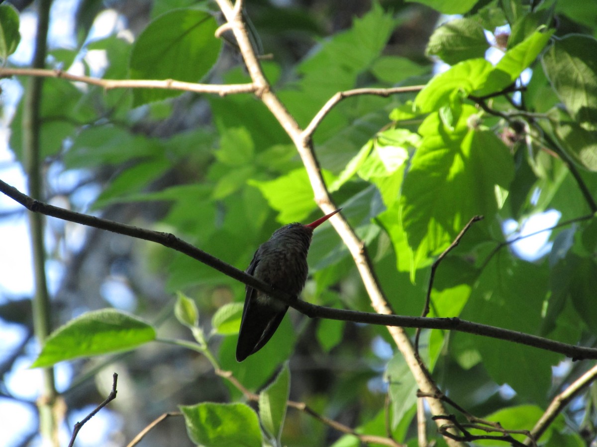 Gilded Hummingbird - ML620213466