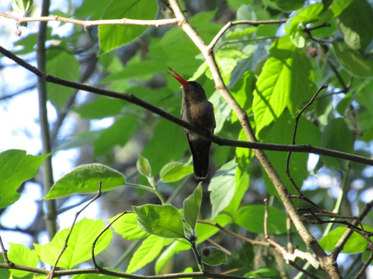 Gilded Hummingbird - ML620213467