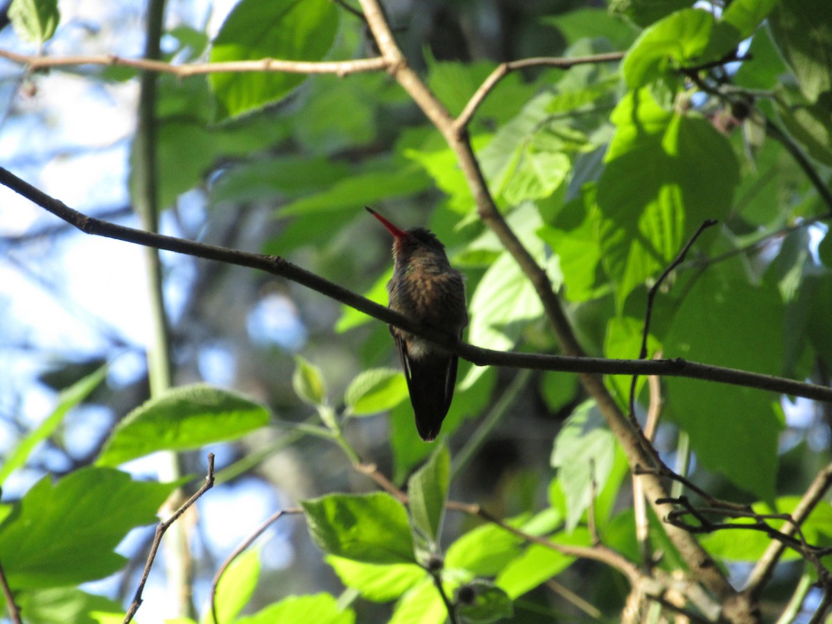 Gilded Hummingbird - ML620213468