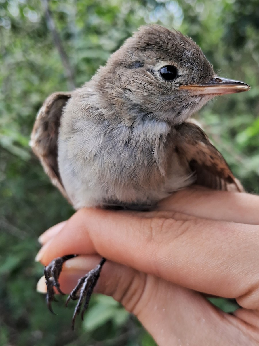 elaenia sp. (genus Elaenia) - Valeria Torrado