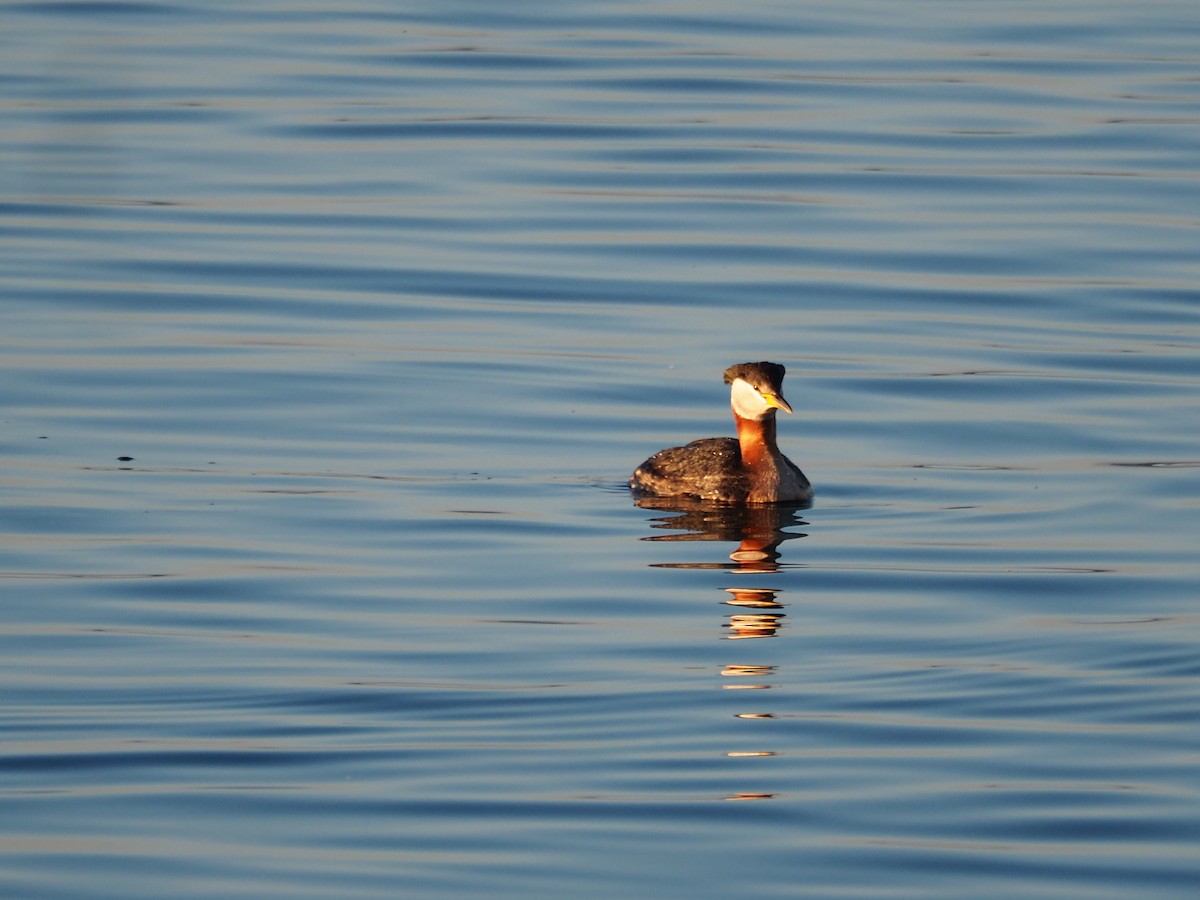 Red-necked Grebe - ML620213475