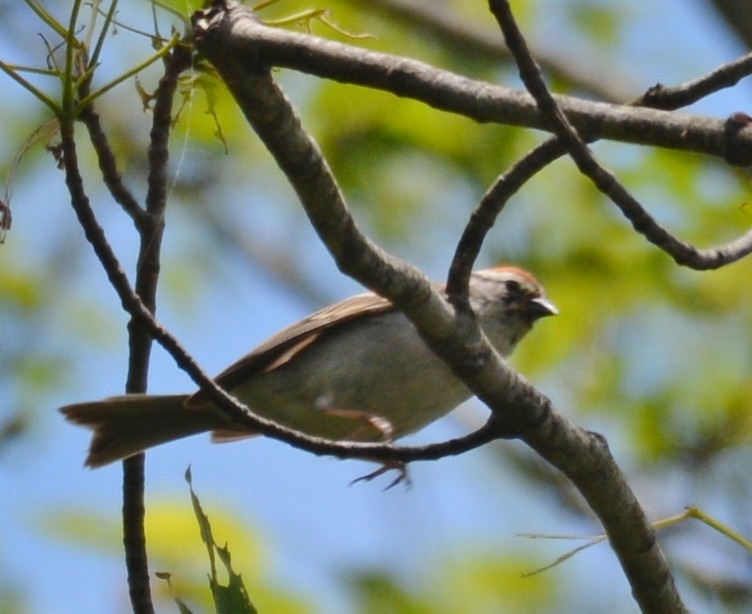 Chipping Sparrow - ML620213483