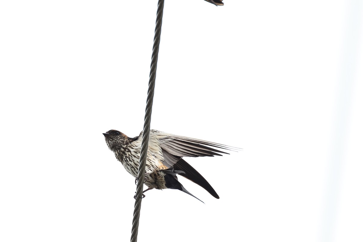 Striated Swallow - ML620213484