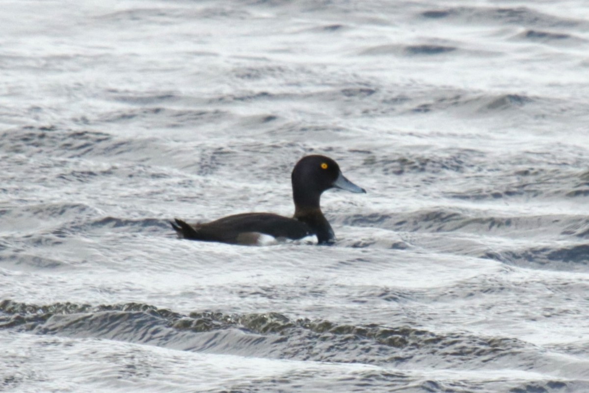 Tufted Duck - ML620213486