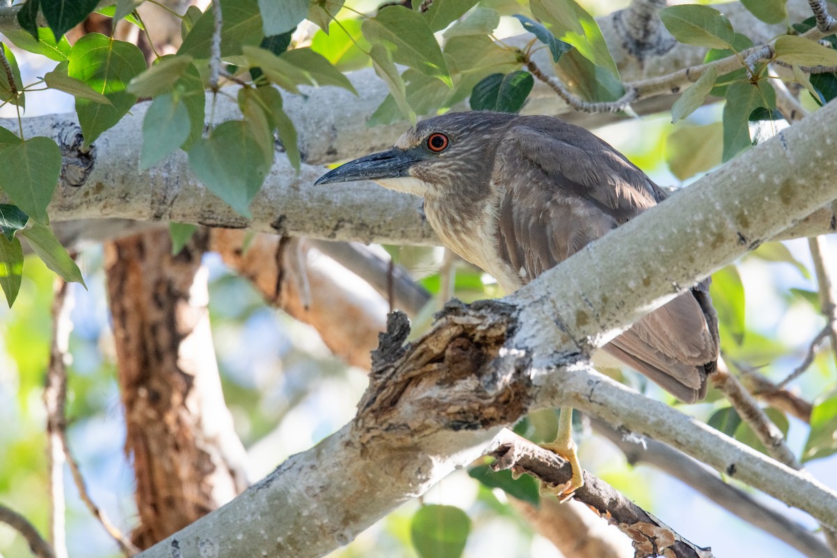 Black-crowned Night Heron - ML620213488