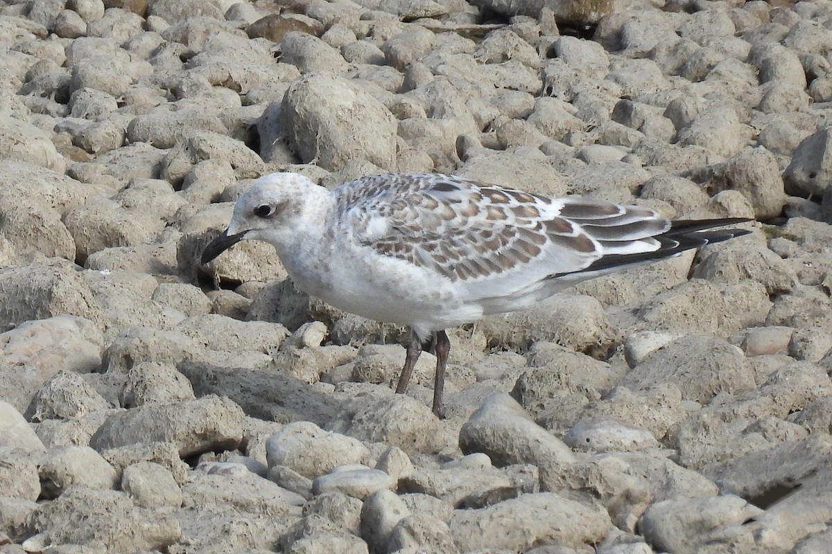 Mediterranean Gull - ML620213496