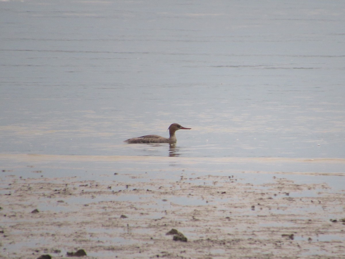 Red-breasted Merganser - ML620213499