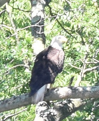 Bald Eagle - ML620213503