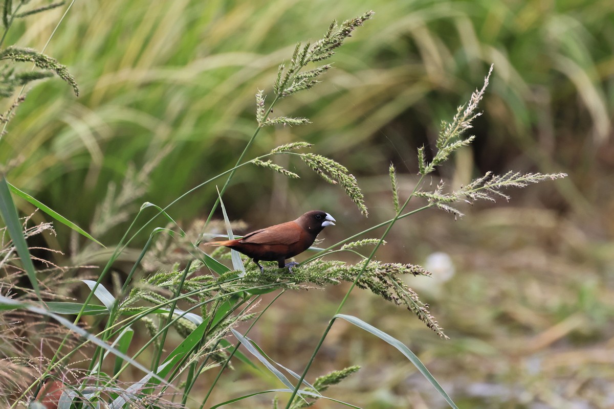 Chestnut Munia - ML620213509