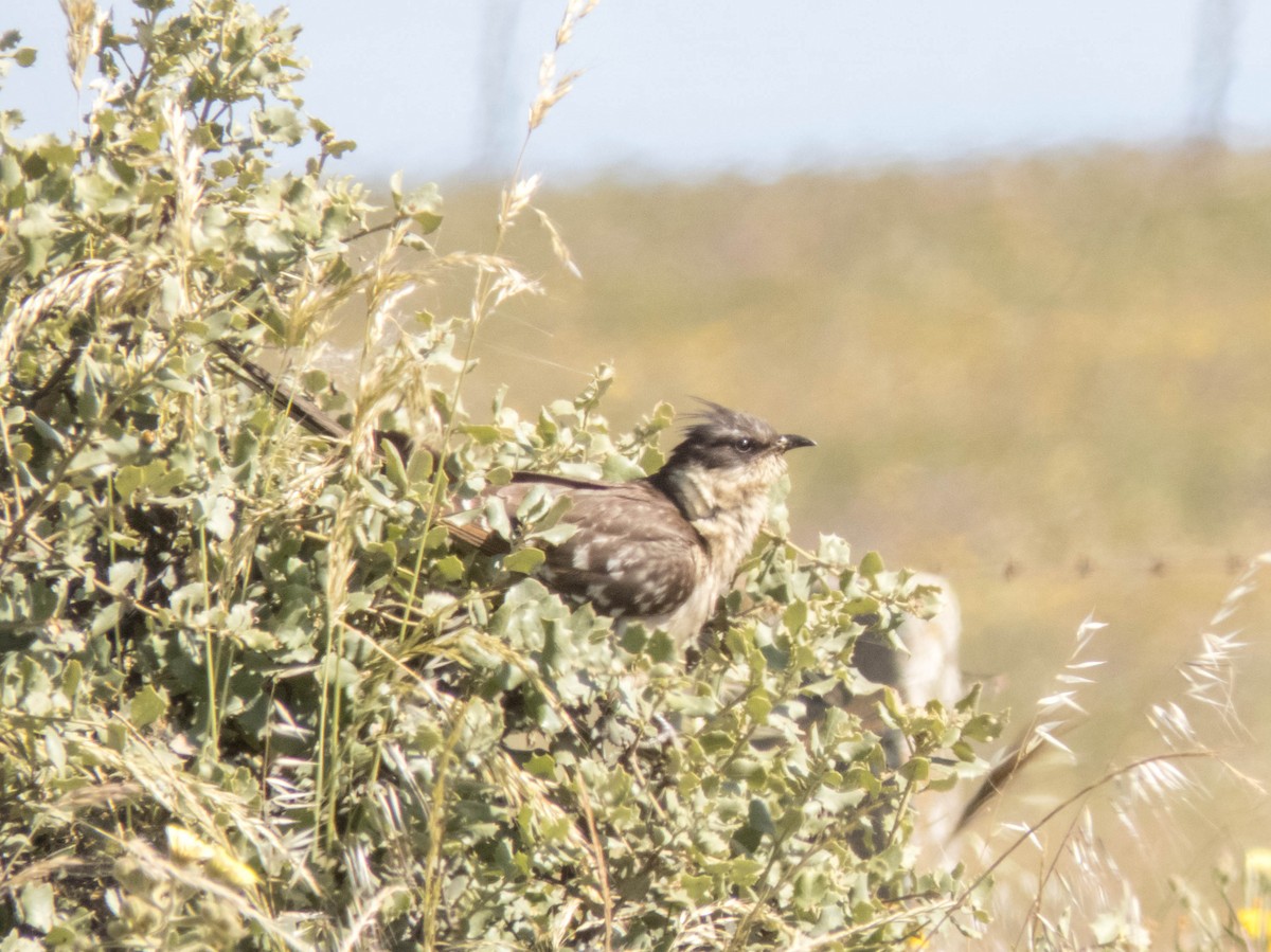 Great Spotted Cuckoo - ML620213518