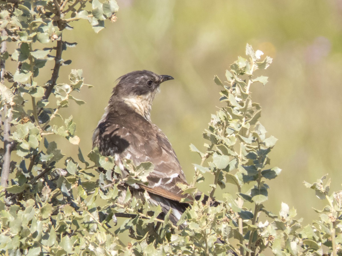 Great Spotted Cuckoo - ML620213520