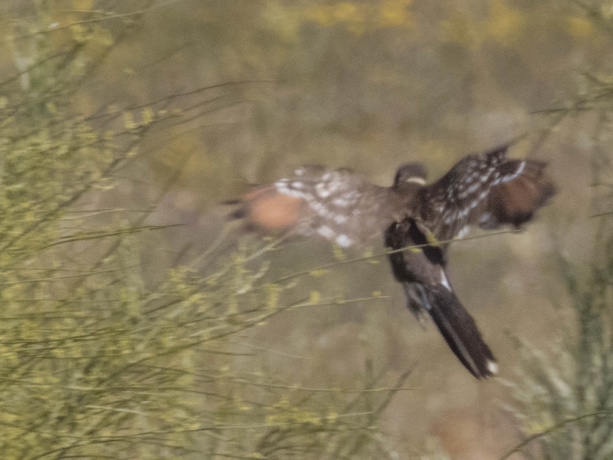 Great Spotted Cuckoo - ML620213522