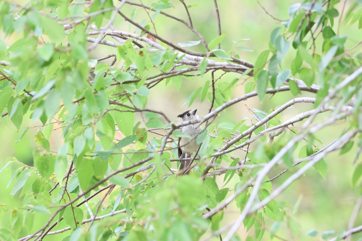 Black-crested Titmouse - ML620213534