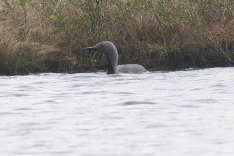 Red-throated Loon - ML620213540